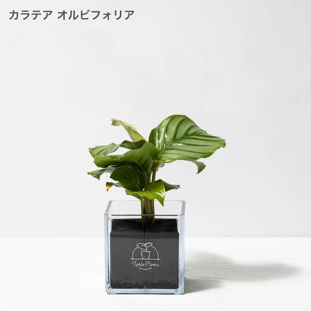 【土を使わない観葉植物】暑さに強いテーブルプランツ キューブ (Table Plants CUBE) - カラテア・オルビフォリア