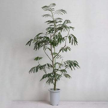 厳選30種 観葉植物の人気種類 名前や特徴 育てやすさは Horti ホルティ By Greensnap