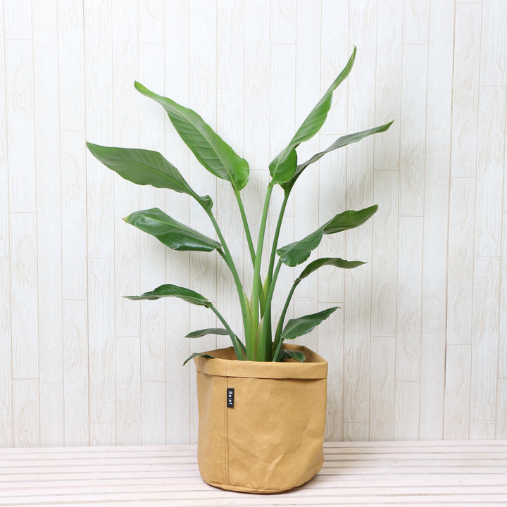 激安！　ストレチア　オーガスタ  超大型❗️ 197㌢　10号鉢 観葉植物