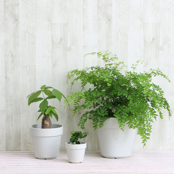 ミニ観葉植物18選 オフィスや卓上におすすめの小さい種類は Horti ホルティ By Greensnap