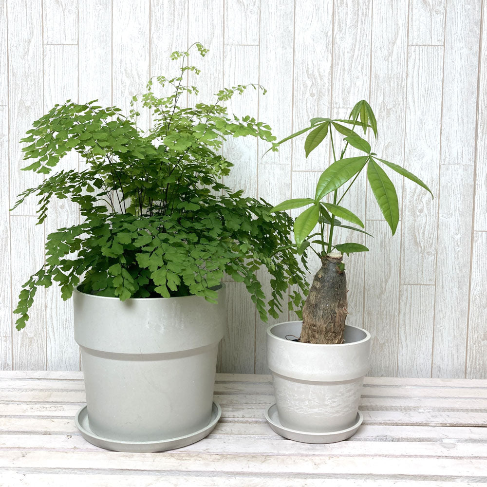 室内におすすめ 観葉植物 アジアンタム パキラ セット Greensnapstore