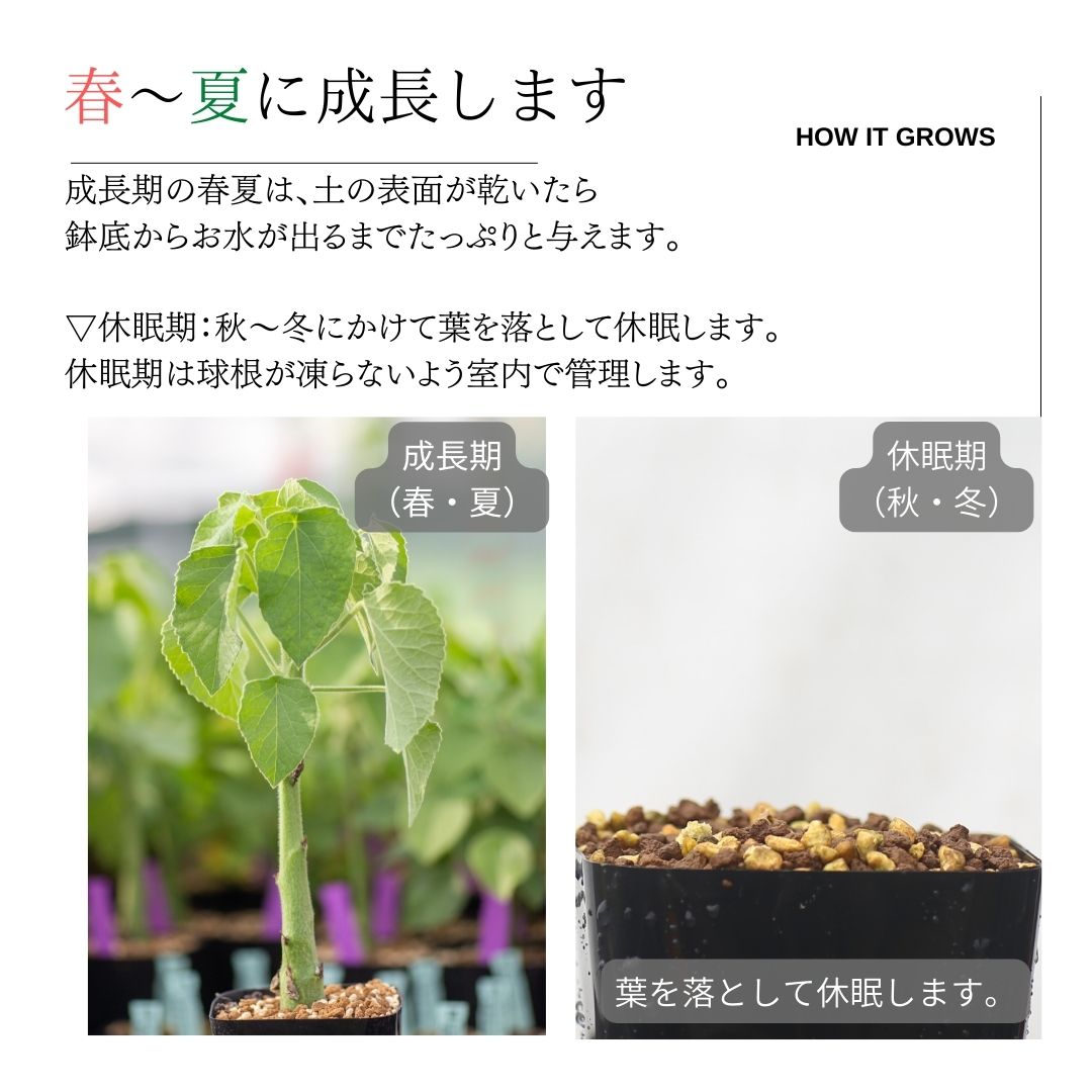 休眠中】アデニア・ケラマンサス KK5001 3.5号 塊根植物 夏型の通販 ...