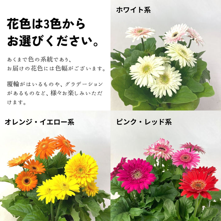 土を使わない花】テーブルプランツ (Table Plants) ガーベラの通販