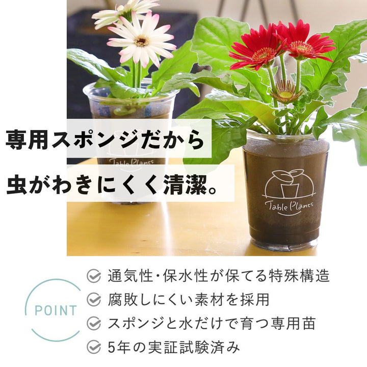 待望の再入荷 Hokkaido plantsさん専用 | trustkeepersfoundation.org