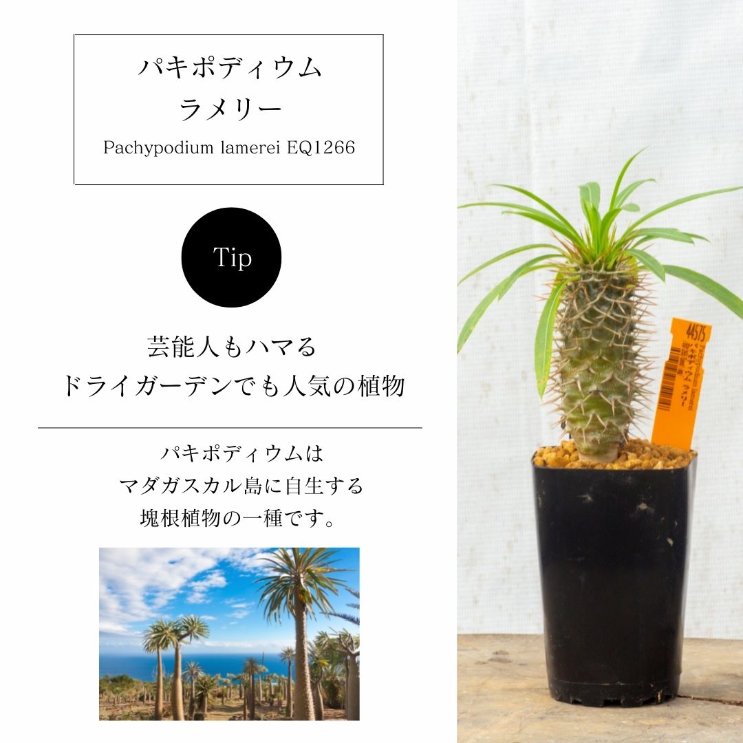 ②Pachypodium lamerei パキポディウム ラメリー 実生苗 - フラワー