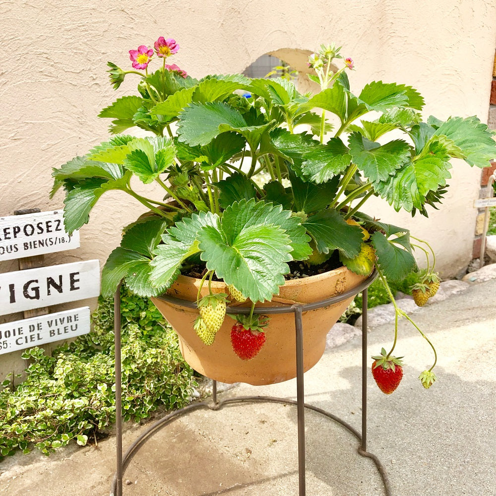 ♥ピンクのお花が可愛い♥ メルラン 桃花 ♥いちご苗♥四季成り ...