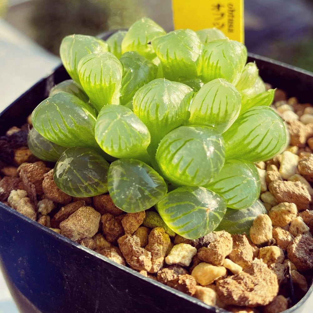 多肉植物　ハオルチア