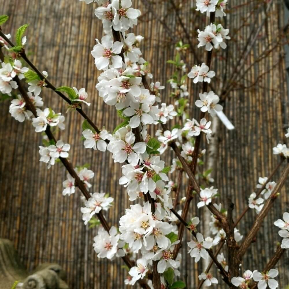 富士桜 湖上の舞 3.5号 1鉢の通販 | GreenSnap STORE(グリーンスナップ