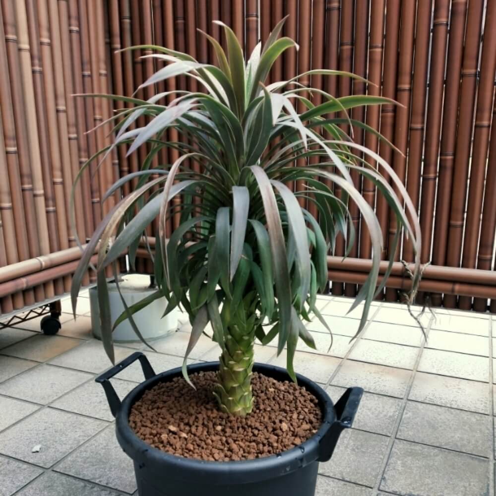 ユッカ デスメティアーナ 良株 ＊確認をお願いします。 - 植物/観葉植物