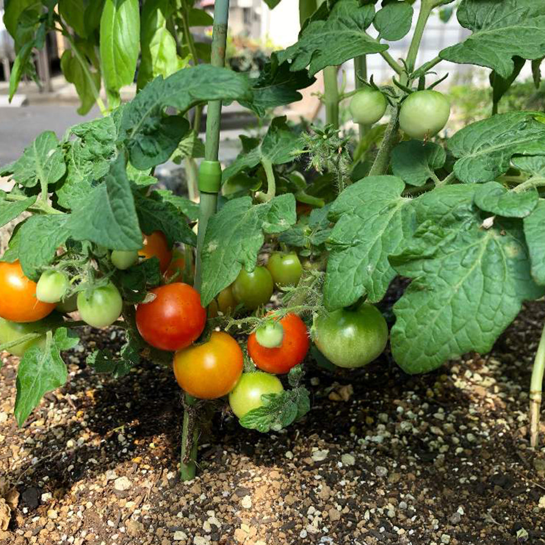 支柱のいらないミニトマト栽培キット（ルーツポーチセット）の通販