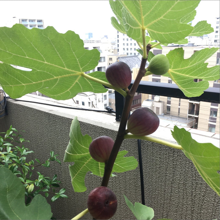 NO.6 福島県産 生食用 いちじく 無花果 ホワイトゼノア