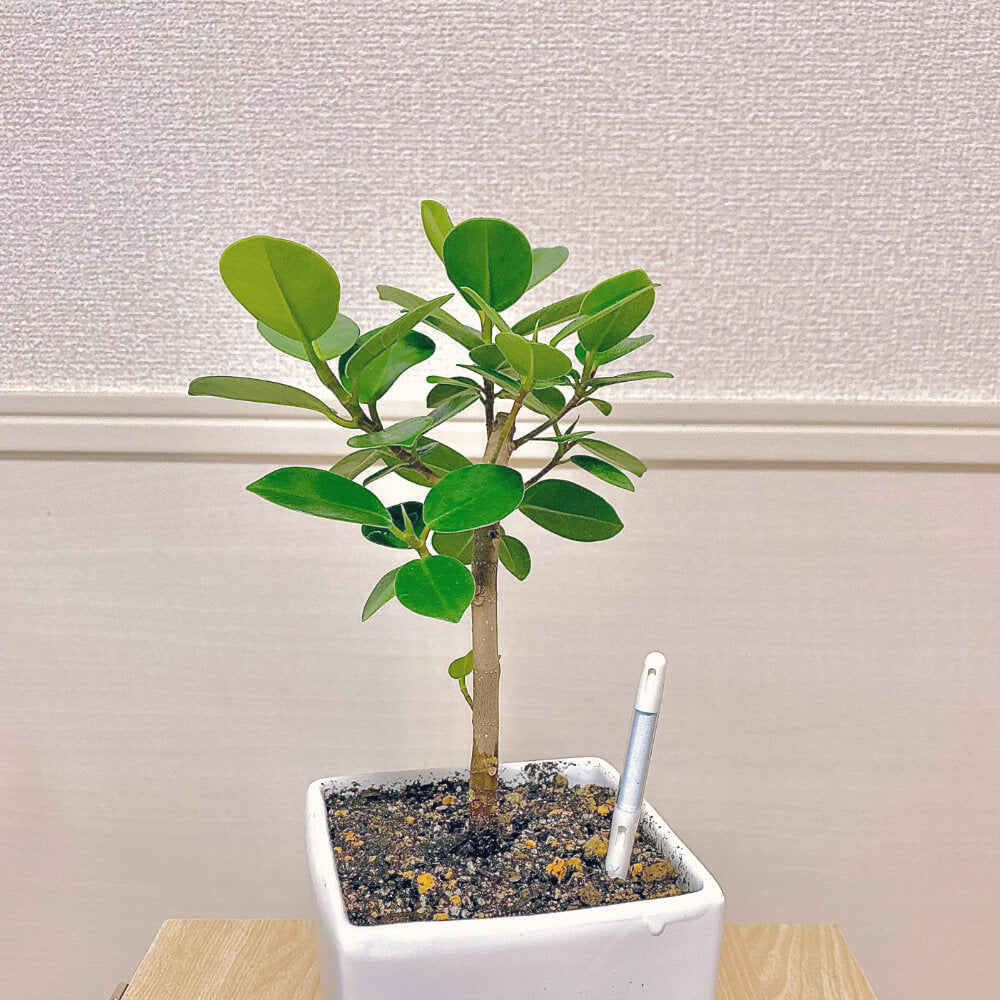 サスティー Sustee 水やりチェッカー 観葉植物や鉢花に使える水分計 Greensnapstore