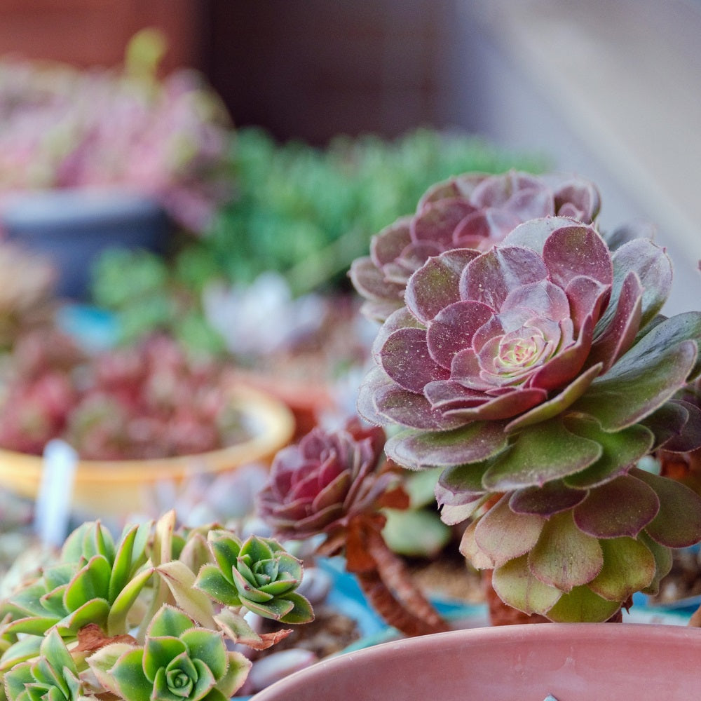 多肉植物 アエオニウム ビックバンプラス♡希少抜き苗 - 観葉植物