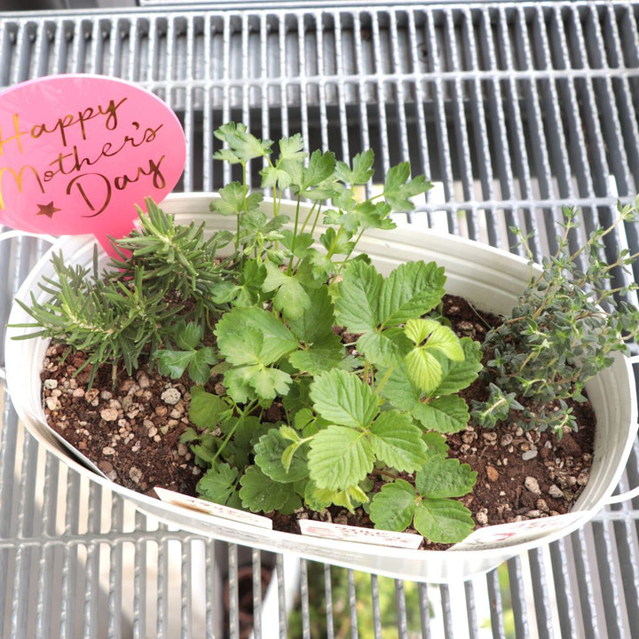 おうち時間優しい雰囲気の寄せ植え♡母の日ギフト