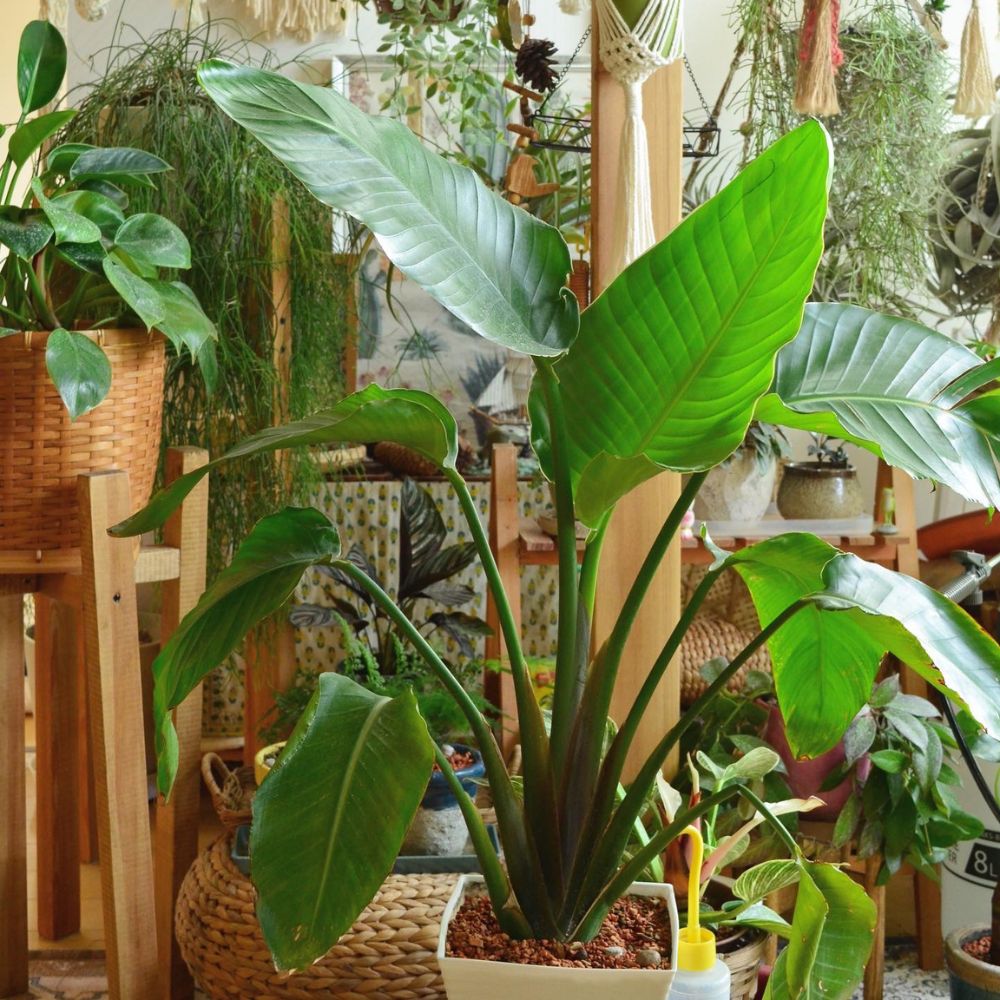 一点物】オーガスタ 10号 沖縄の観葉植物 高さ 約150cm No.107の通販 