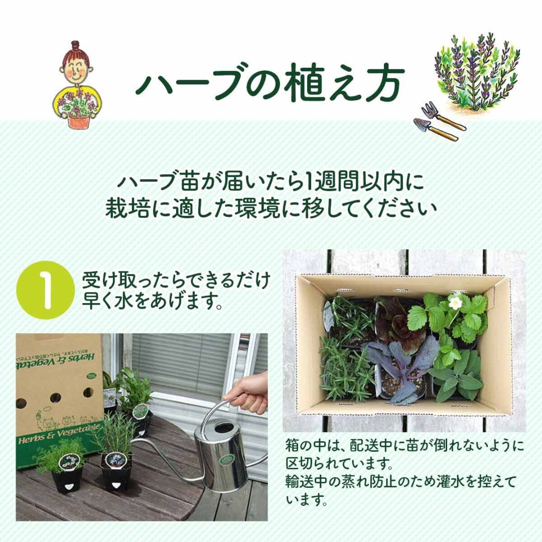 【ハーブ栽培キット】ハーブ苗×1個、土、肥料、プランターセット 