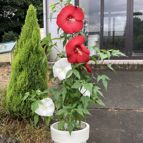タイタンビカス栽培セット 紅白が咲き誇る！フレア＆シルフィード