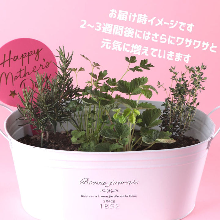 おうち時間優しい雰囲気の寄せ植え♡母の日ギフト