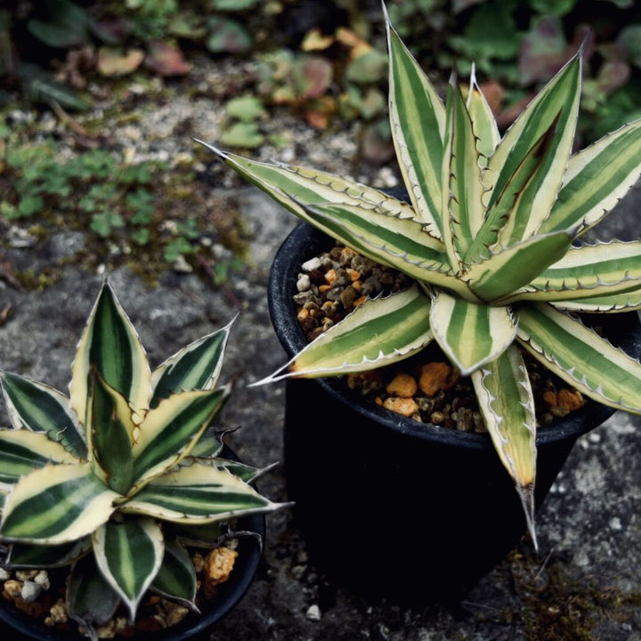 アガベ・五色万代（Agave Lophantha Quadricolor） 5号の通販 