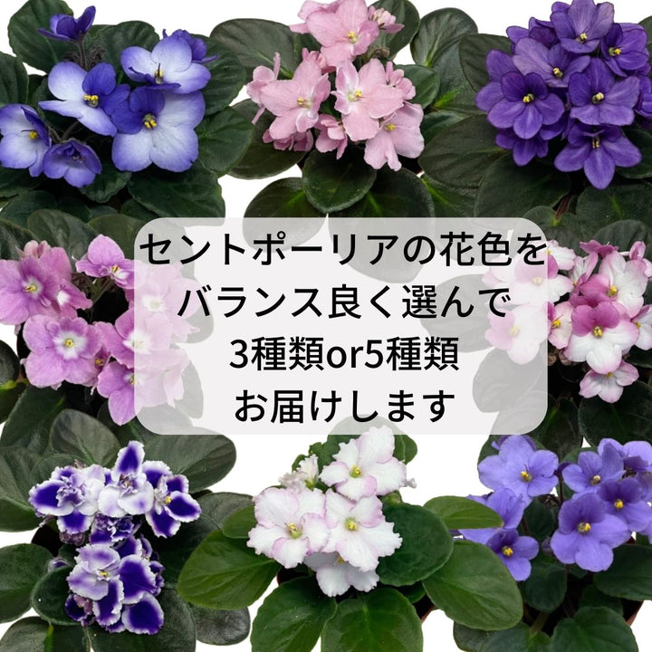 セントポーリア（おまかせ）3鉢/5鉢 専用培養土1Lセット【植え替えに 