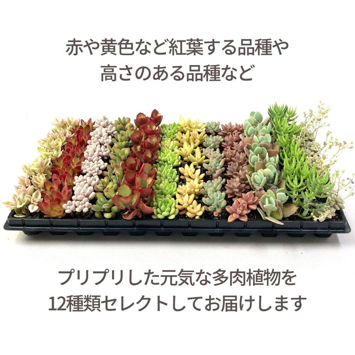 多肉植物 プラグ苗 1号 ケース売り 72個入セット【12品種保証】の通販