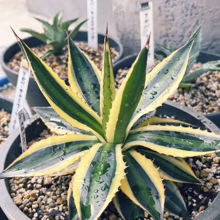 アガベ・五色万代（Agave Lophantha Quadricolor） 5号の通販