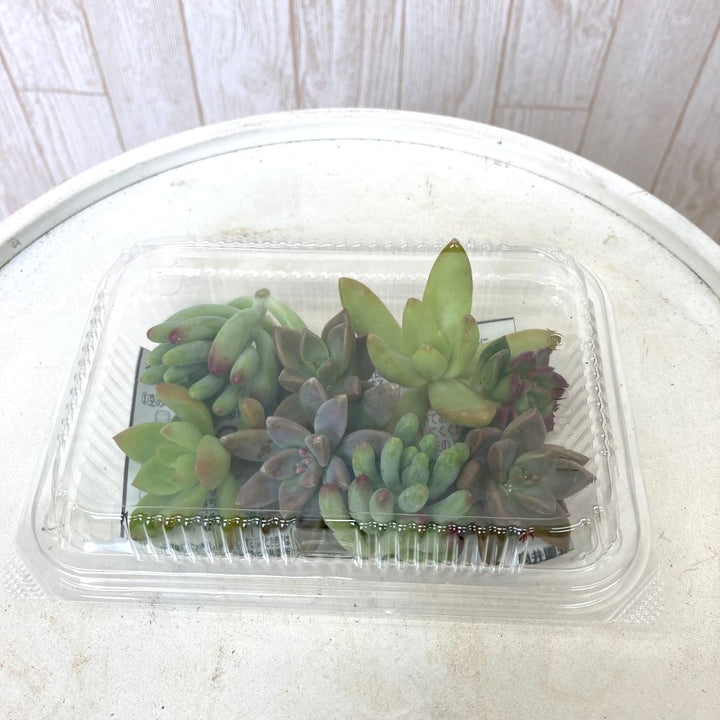 多肉植物 挿し芽(カット苗) パック 8個セットの通販 | GreenSnap STORE