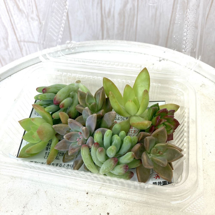 高級品 多肉植物葉挿しカット苗セット ecousarecycling.com