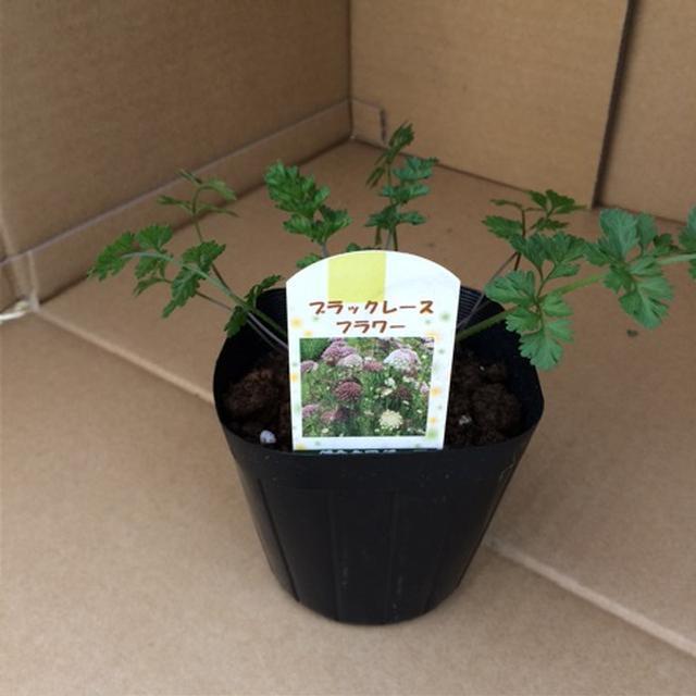 ダウカス カロタダーラ ブラックレースフラワー 花苗 3ポットセットの通販 Greensnap Store グリーンスナップ ストア 観葉植物や多肉植物 花苗の通販