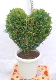 【現品】観葉植物 ツゲ ウィンタージェム ハートトピアリー仕立て ８号鉢 小①