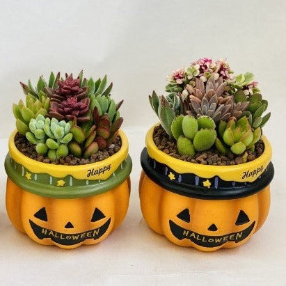 ハロウィン ビック 多肉寄せ植え 2鉢セットの通販 | GreenSnap STORE 