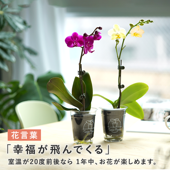 【母の日ギフト】土を使わない鉢植え テーブルプランツ(Table