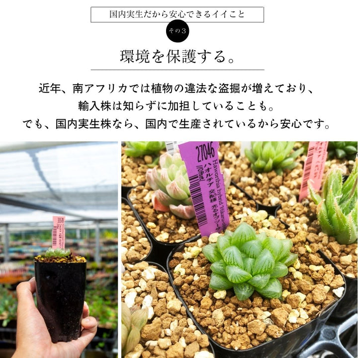 ハオルチア 交配種 光るオブツーサ 2.5号の通販 | GreenSnap STORE