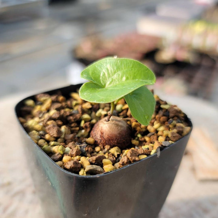 亀甲竜　苗　コーデックス　塊根　グリーン花卉　観葉植物