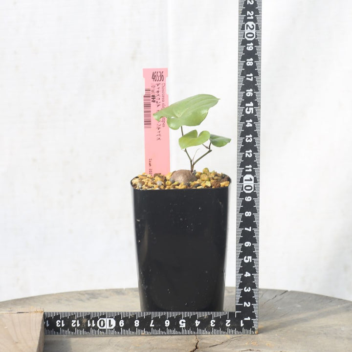 アフリカ亀甲竜 2.5号 塊根植物 春秋型の通販 | GreenSnap STORE