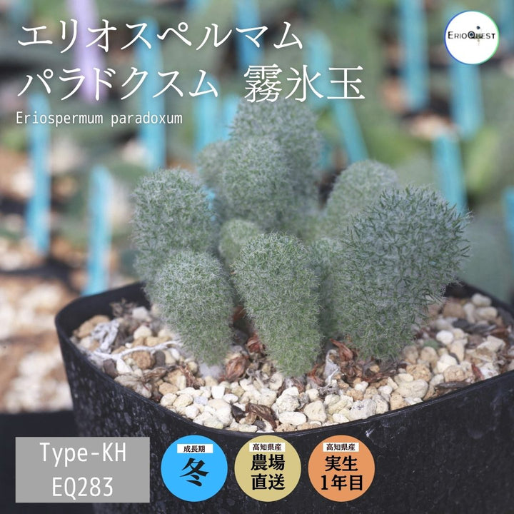 2エリオスペルマム Eriospermum undulatum 多肉植物 塊根植物 球根植物