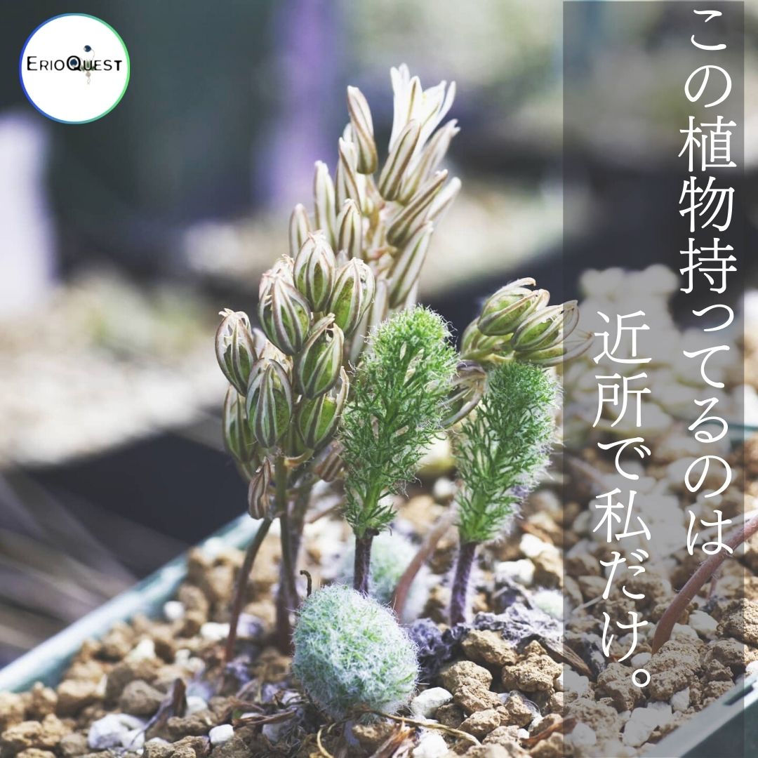 サボテン希少 霧氷玉 Eriospermum erinum エリオスペルマム エリナム