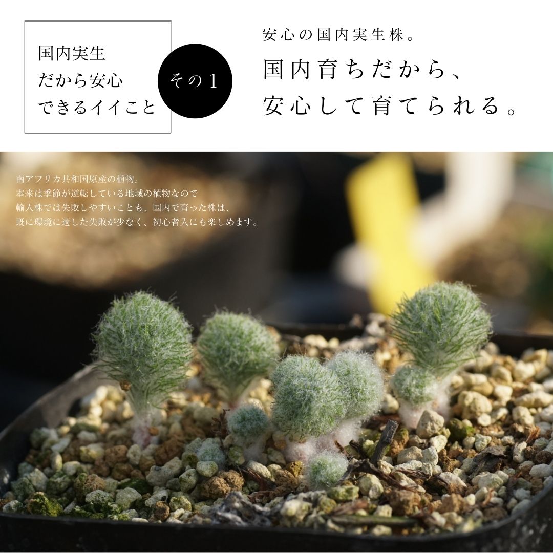 エリオスペルマム パラドクサム（Eriospermum Paradoxum) - 植物/観葉植物