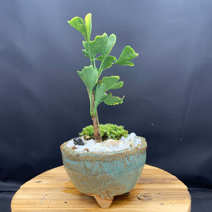 一点物】斑入りイチョウ×信楽焼鉢 ミニ盆栽の通販 | GreenSnap STORE