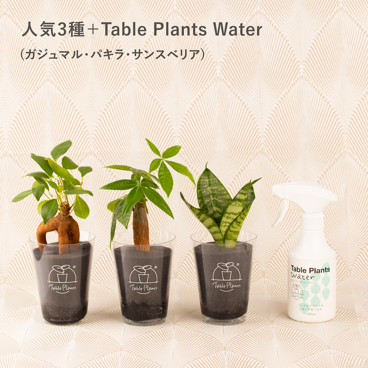 土を使わない観葉植物】テーブルプランツ(Table Plants) お得な