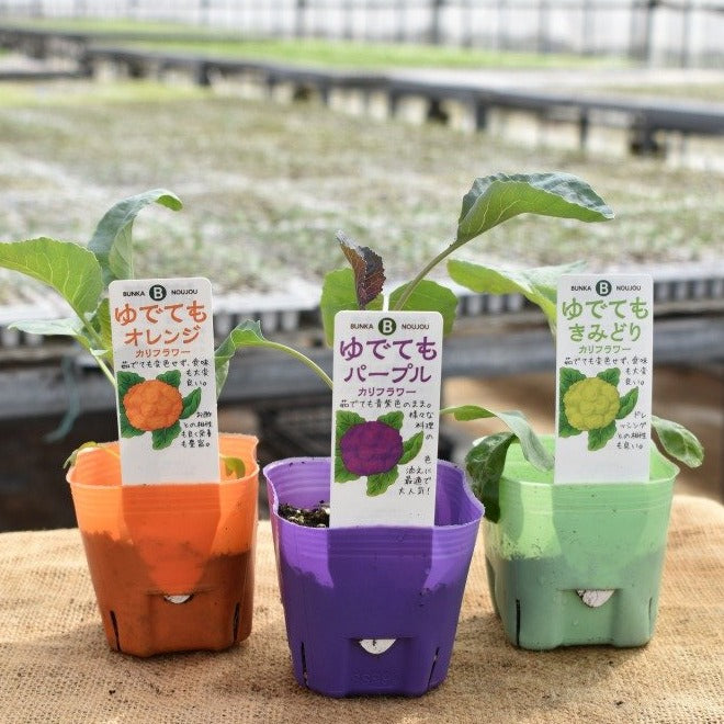 プランター栽培ok 秋植え野菜苗 カリフラワー 3ポットセット