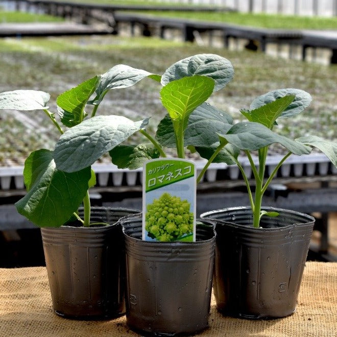 お得クーポン発行中 野菜苗