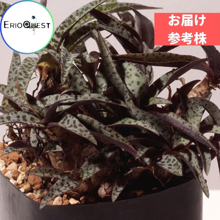 通販日本 観葉植物 多肉植物 少しレア ケープバルブ レデボウリア