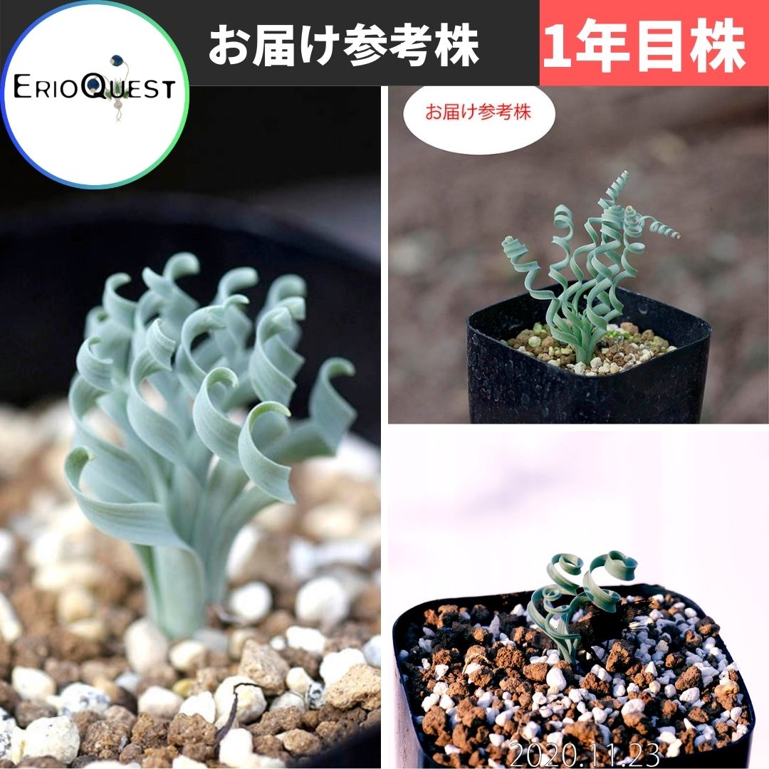 アルブカ コンコルディアナ Albuca Concordiana 実生 2 5号の通販 Greensnap Store グリーンスナップ ストア 観葉植物や多肉植物 花苗の通販