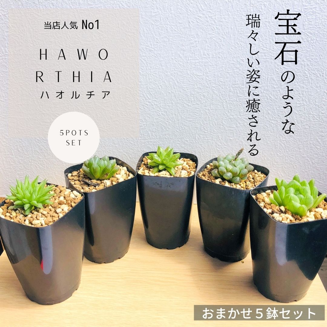 多肉植物】ハオルチア おすすめ5鉢セット 2.5号の通販 | GreenSnap