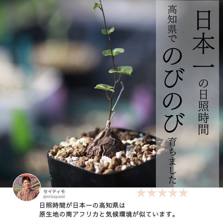 アフリカ亀甲竜 2.5号 塊根植物 春秋型の通販 | GreenSnap STORE ...