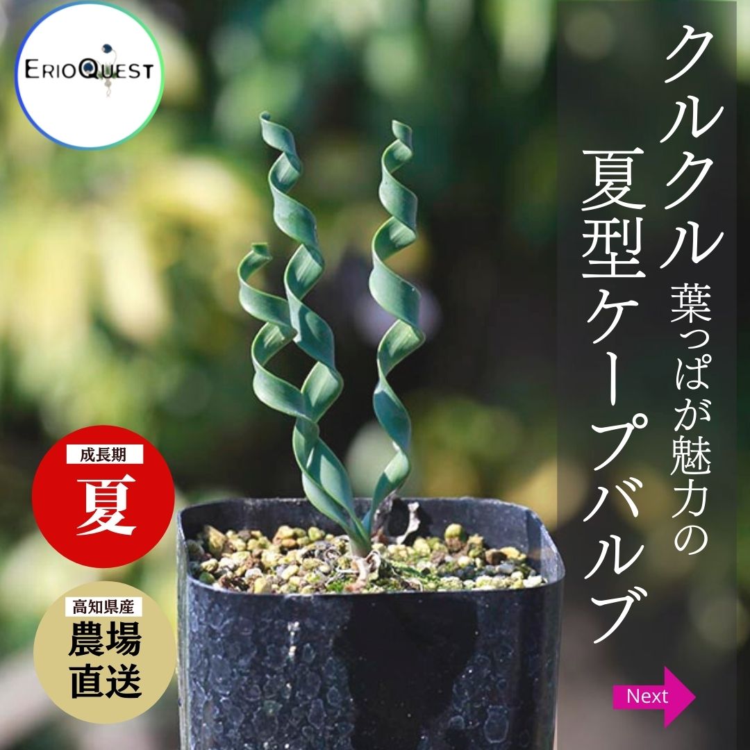 生産者に聞く、ケープバルブ・珍奇植物の魅力！