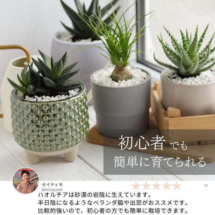 多肉植物】ハオルチア おすすめ5鉢セット 2.5号の通販 | GreenSnap