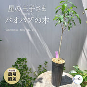 バオバブの木の通販 | 塊根植物（コーデックス）はGreenSnapSTORE 送料無料