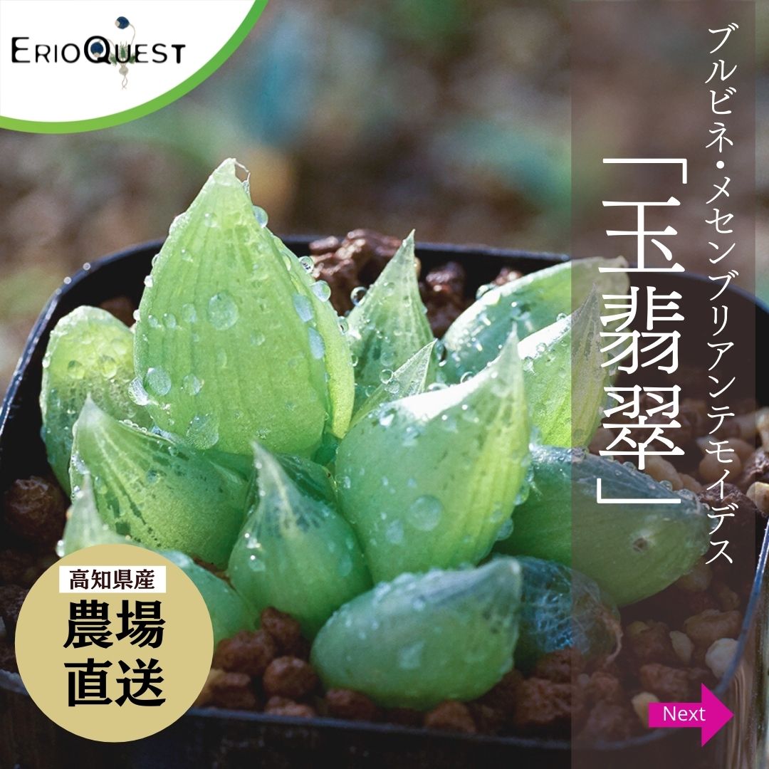 メセンブリアンテモイデス 玉翡翠 Bulbine mesembryanthemoides EQ651の通販 | GreenSnap  STORE(グリーンスナップ ストア) 観葉植物や多肉植物、花苗の通販